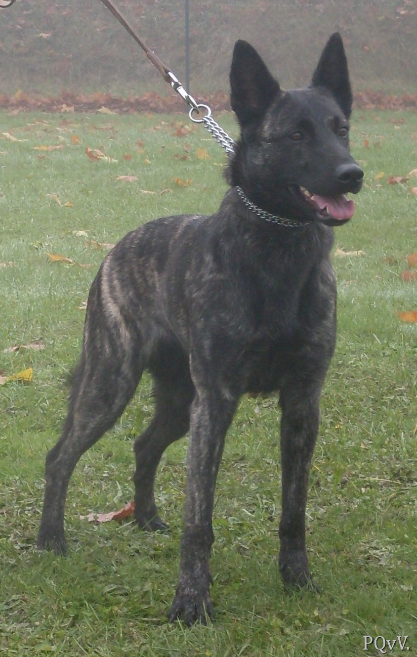  Flamme Argentee met Frasnay’s Flair